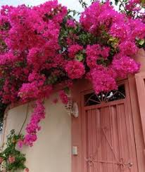 Filled with fresh flowers, they'll brighten any celebration. 12 Flowers Plants In The Caribbean Ideas Caribbean Plants Dominican Republic