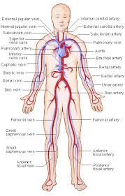 Last updated on sat, 03 apr 2021 | human anatomy. Arteries Veins Fun To See Which Ones I Stick Coffeebeanweightlosspills In 2021 Arteries And Veins Circulatory System Arteries