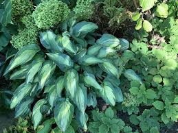 How to divide a hosta. Now Is The Time To Divide Hostas And Other Perennials Pittsburgh Post Gazette