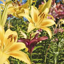 Check spelling or type a new query. Common Lily Varieties Types Of Lilies And When They Bloom