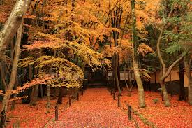 京都で晩秋の紅葉を味わう 竹林に囲まれた穴場スポット 竹の寺 地蔵院 朝日新聞デジタル Travel アンド トラベル