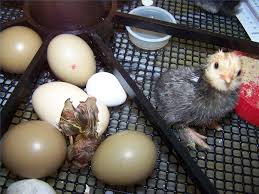 Is there a bad egg in the incubator? How To Tell If An Egg Is Going To Hatch Animals Mom Com