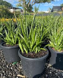 Image result for Sansevieria parva