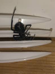 Black widows are found throughout much of the world. Has Anybody Seen A Black Widow Spider On The Island Before Victoriabc
