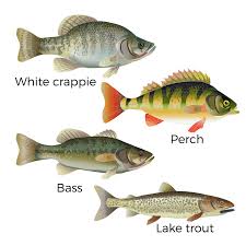 A fisheries biologist shows how to catch lake trout ice fishing.subscribe for more videos: 21 Lake Trout Ice Fishing Tips To Help You Catch More Outdoor Troop