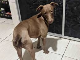 Filhote de cão brincando na grama