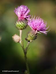 Image result for Carduus