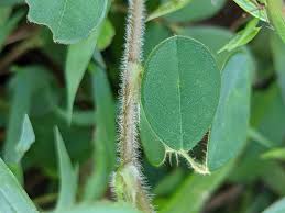 Image result for Grona adscendens