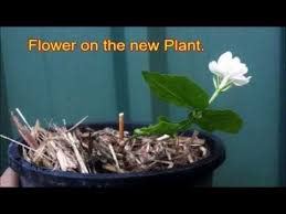 Check spelling or type a new query. Pin On Gardening