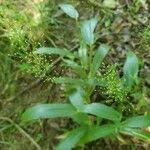 Image result for Panicum trichoides