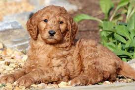 Goldendoodle Puppies Online Shopping