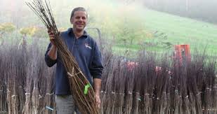 We have over 35 acres of b&b, bareroot, and container production for both retail and wholesale customers. Beautiful Bare Root Trees Fleming S