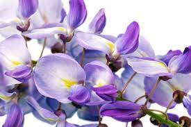 Wisteria Flower Meaning Flower Meaning