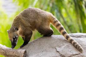Coatí en su entorno natural