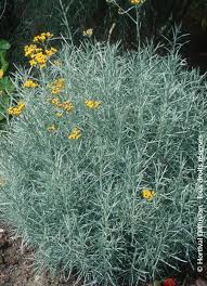 Image result for Helichrysum schimperi