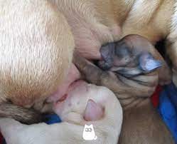 Cuando Abren Los Ojos Los Perros Cachorros Descubrelo