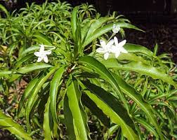Rauvolfioideae Wikipedia The Free Encyclopedia Plants Flowers Enjoyment