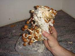 Pin On Mushroom Growing