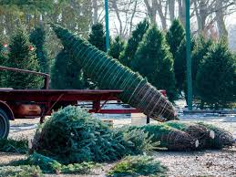 Your neighborhood christmas tree shops andthat! The 7 Best Christmas Tree Delivery Services Of 2021
