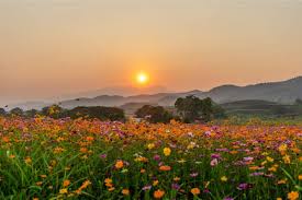 Apart from resistant flowering plants, there are also many herbs and vegetables which slugs do not like. 8 Best Heat Tolerant Flowers And Plants You Can Grow Florgeous