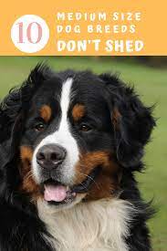 Top 10 Medium Size Dog Breeds That Don T Shed Dog Breeds That Dont Shed Dog Breeds Medium No Shed Dog Breeds