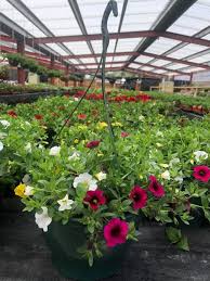 10 Inch Plastic Hanging Tubs 12 99 12 De Beers Garden Centre Facebook