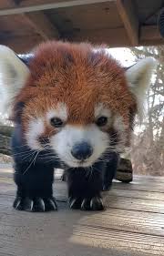 Studio Ghibli, Japan and Anime Fans