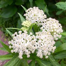 Image result for Asclepias albens