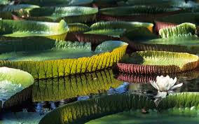 Image result for Nymphaea