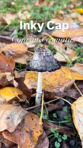 Image result for Coprinus comatus