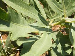 Image result for Jatropha schlechteri