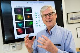 Image result for stem cell for nervous system 