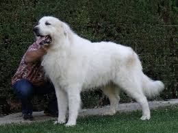 Les angulations de ce chien lui permettent des allures soutenues. Accueil Elevage De Bigerionnes Eleveur De Chiens Chien De Montagne Des Pyrenees