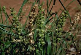 Image result for Cenchrus biflorus