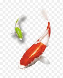 A mix of public and commercial pools here. Two Orange And Green Koi Fishes Koi Goldfish Labeoninae Slender Danios Goldfish Swimming Template Swimming Pool Png Pngegg