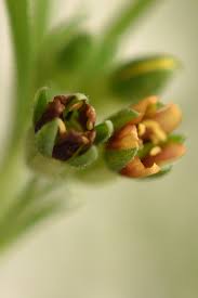 Image result for Vahlia dichotoma