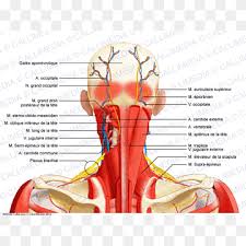 This thin muscle tenses the skin of the neck. Posterior Triangle Of The Neck Png Images Pngwing