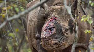 With java 8, nashorn, a much improved javascript engine is introduced, to replace the existing rhino. Nashorn Jagd Blutige Schlacht Ums Horn National Geographic