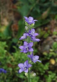 Image result for Lobelia chireensis