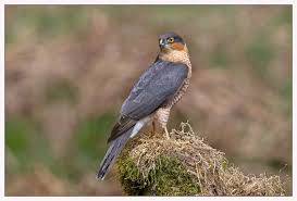How Much Weight Can A Hawk Carry? | Beautiful Birds, Hawk, Up Dog