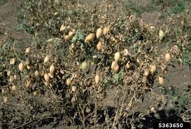 Image result for Cicer arietinum