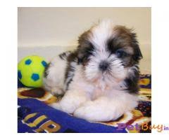 We have healthy shih tzu puppies in chennai all the puppies are very well maintained awesome looking. Shih Tzu Puppy Best Price In India
