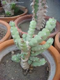 Image result for Euphorbia debilispina