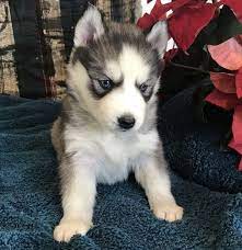 Please apply to adopt her here: Siberian Husky Puppies For Sale Raleigh Nc