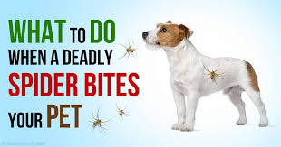 Which spider bites can be fatal? Black Widow Spider Bite Can Kill Pets If You Don T Act Fast