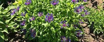 15% off everything sale ends in: Centaurea Species Mountain Bluet Mountain Cornflower Perennial Cornflower Centaurea Montana