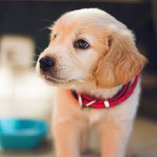 They're naturally good workers, so they also find employment in drug detection, bomb detection, wheelchair. 1 Golden Retriever Puppies For Sale In Florida