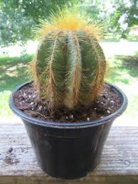 Image result for Hirtella zanzibarica