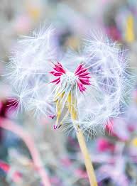 Pin On Dandelions
