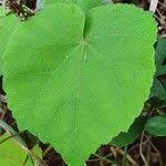 Image result for Pavonia burchellii